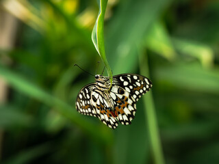 A macro close-up of a butterfly with spread wings, a colorful and beautiful species of tropical insects from America