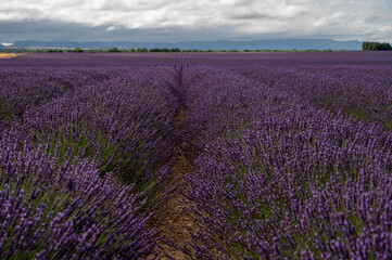 Plakat Touristic destination in South of France, colorful lavender and lavandin fields in blossom in July on plateau Valensole, Provence.