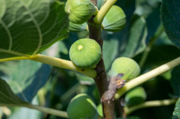 Green figs fruits growing on fig tree in summer