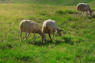 Naklejka na ściany i meble three sheep grazing sheep in the emperor abruzzo field
