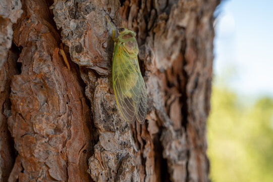 Symbol of Provence, 1 day young cicada orni insect sits on tree close-up