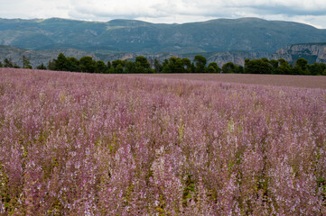 Obraz premium Cultivation of aromatic medicinal plant clary sage or Salvia scarlea used in perfurmery industry on Valensole plateau in Provence, France