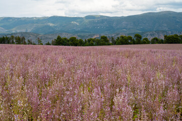 Obraz na płótnie Canvas Cultivation of aromatic medicinal plant clary sage or Salvia scarlea used in perfurmery industry on Valensole plateau in Provence, France