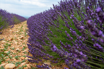 Obraz premium Touristic destination in South of France, colorful lavender and lavandin fields in blossom in July on plateau Valensole, Provence.