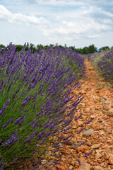 Obraz premium Touristic destination in South of France, colorful lavender and lavandin fields in blossom in July on plateau Valensole, Provence.