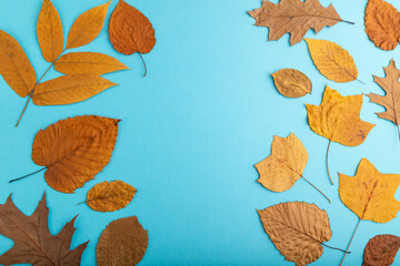 Composition with yellow and brown autumn leaves on blue background. top view, copy space.