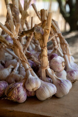 Bunches of young violet organic garlic on market in Provence, France