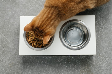 Ginger cat is eating from the bowl, food and water in connected heavy plates at home. Animal can...