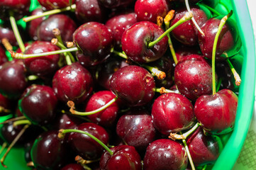 New harvest of fresh ripe dark red cherry berry in Provence, France
