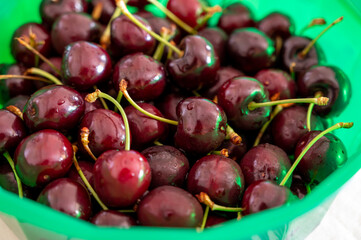New harvest of fresh ripe dark red cherry berry in Provence, France
