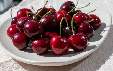 New harvest of fresh ripe dark red cherry berry in Provence, France