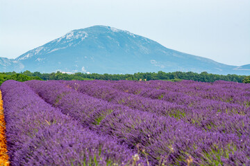 Fototapeta na wymiar Touristic destination in South of France, aerial view on colorful lavender and lavandin fields in blossom in July on plateau Valensole, Provence.