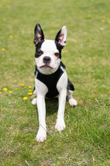Fototapeta premium Cute Boston Terier puppy sitting on grass with yellow dandilions. Her ears are erect, she is looking at the camera. she is wearing a harness.