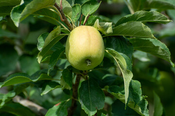 Young green apples growing on apple trees on orchards in Provence, France