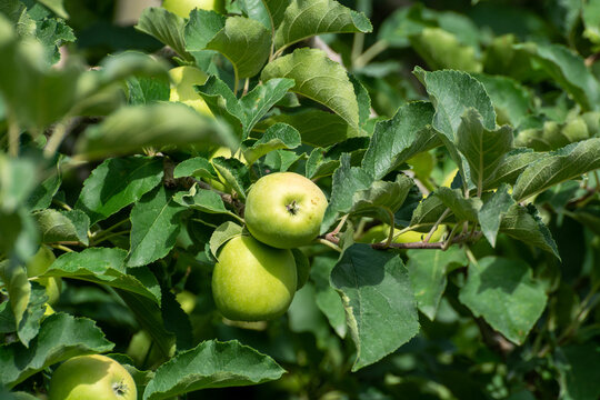 Young green apples growing on apple trees on orchards in Provence, France