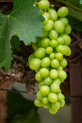 Bunch of green unripe table grapes hanging on grape plant in vineyard