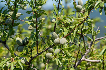 Green almonds nuts ripening on tree, cultivation of almond nuts in Provence, France