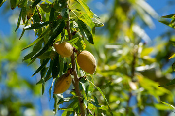 Green almonds nuts ripening on tree, cultivation of almond nuts in Provence, France