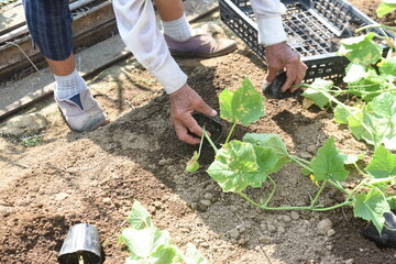Cucumber seedlings planting work scene.