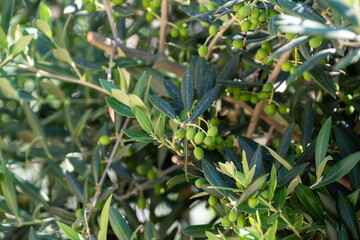 Young green olives hanging on olive tree in summer