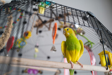 Green and yellow budgerigar parakeet sitting on a perch with the door open to her cage. She is opening her wings slighty to cool off. - 447162483