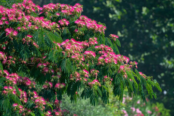 Pink blossom of Persian silk tree Albizia julibrissin