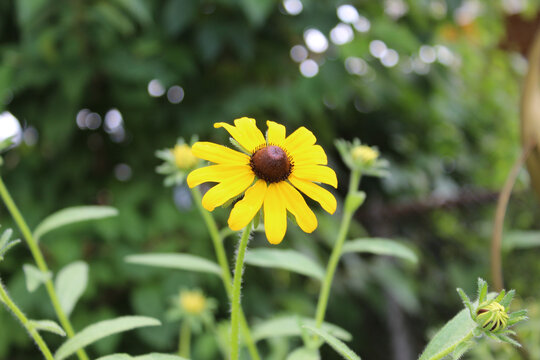 Yellow coneflower (echinacea paradoxa) basking in the sunlight in a green garden