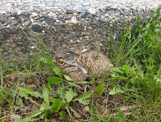 frog in the grass