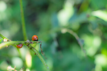 Colorado potato beetle larva eats the green leaves of the potato.