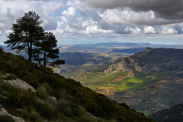 Fototapeta na wymiar pines against the light with clouds in the Sierra de Prieta and the Guadalteba region in the province of Malaga in the background. Spain