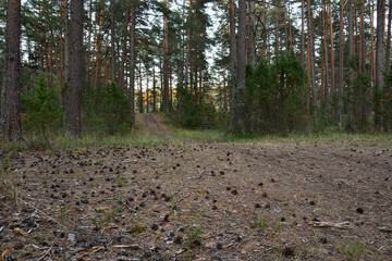 Dirt road strewn with cones in a summer pine forest in the evening twilight at sunset.