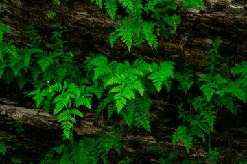 small ferns grow upside down on the vault of the cave