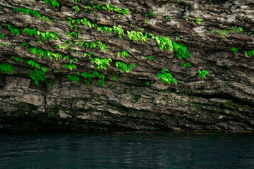 small ferns grow upside down on the vault of the cave above the water