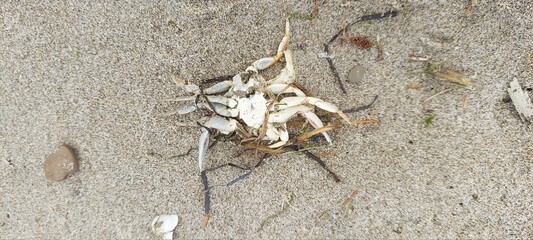 Remains of Crab in the Sand