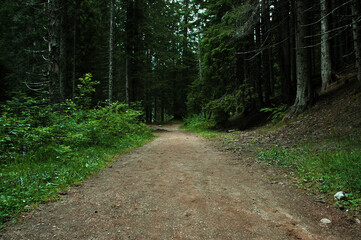 Path in the forest