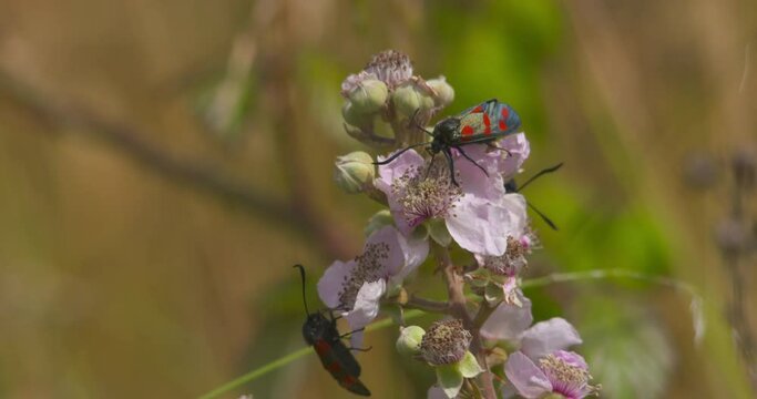 Six spot Burnet moths fly to pink wild flower pollination slow motion