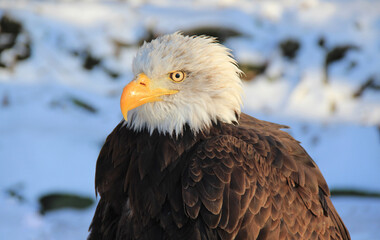 Portrait of a bald eagle in the snow