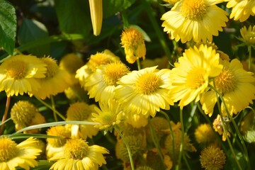 A bouquet of heat it up yellow gallardia