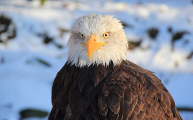 Portrait of a bald eagle in the snow