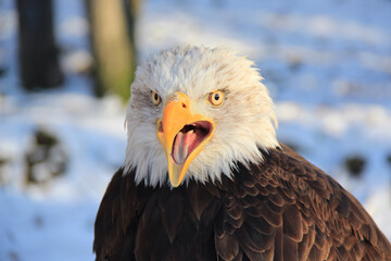 Portrait of a bald eagle in the snow