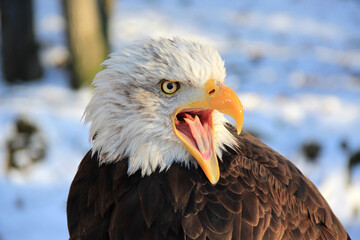 Portrait of a bald eagle in the snow