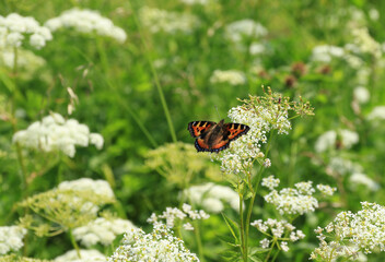 Colourful butterfly on a flower meadow