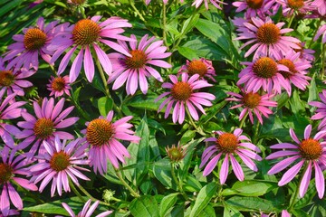 A close up of purple cone flowers 