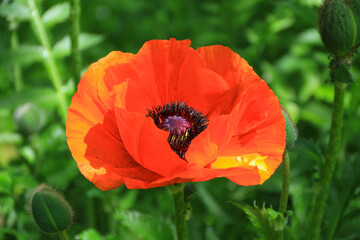 Purple bell flowers on a background of yellow flowers