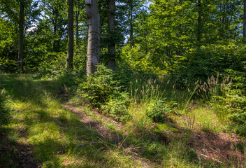 A path among the forest on the Równica peak in Ustroń
