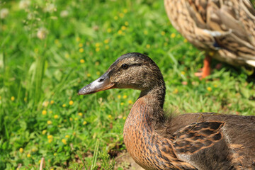 Portrait of a mallard duck on a background of grass