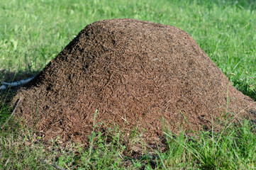 Fototapeta premium huge anthill with big red ants in the forest close. High quality photo