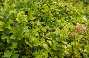 Background of green lingonberry leaves and fruits hidden between them