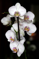 White orchid flowers