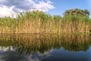 Thickets of reeds on the swampy banks of a river in Louisiana, USA